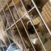 ヒメ日記 2025/02/18 22:06 投稿 ナミ ドMなバニーちゃん大宮店