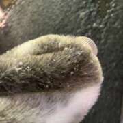 ヒメ日記 2025/03/05 21:21 投稿 ナミ ドMなバニーちゃん大宮店