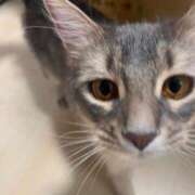 ヒメ日記 2025/03/17 12:51 投稿 ナミ ドMなバニーちゃん大宮店