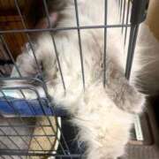 ヒメ日記 2025/04/18 13:42 投稿 ナミ ドMなバニーちゃん大宮店