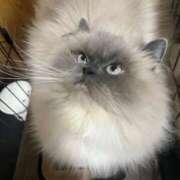 ヒメ日記 2025/04/24 19:46 投稿 ナミ ドMなバニーちゃん大宮店