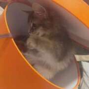 ヒメ日記 2025/08/30 12:27 投稿 ナミ ドMなバニーちゃん大宮店