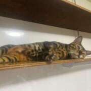 ヒメ日記 2025/08/31 08:20 投稿 ナミ ドMなバニーちゃん大宮店