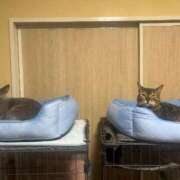 ヒメ日記 2026/01/08 21:54 投稿 ナミ ドMなバニーちゃん大宮店