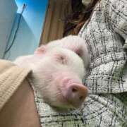 ヒメ日記 2026/01/15 08:24 投稿 ナミ ドMなバニーちゃん大宮店