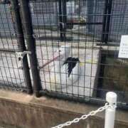 ヒメ日記 2026/01/18 23:33 投稿 ナミ ドMなバニーちゃん大宮店