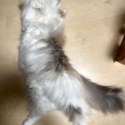 ヒメ日記 2026/01/21 08:34 投稿 ナミ ドMなバニーちゃん大宮店