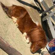 ヒメ日記 2026/01/25 23:57 投稿 ナミ ドMなバニーちゃん大宮店