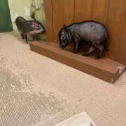 ヒメ日記 2026/01/31 23:54 投稿 ナミ ドMなバニーちゃん大宮店