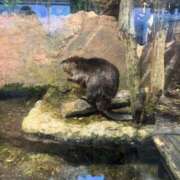 ヒメ日記 2026/02/06 23:46 投稿 ナミ ドMなバニーちゃん大宮店