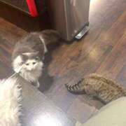 ヒメ日記 2026/02/07 09:07 投稿 ナミ ドMなバニーちゃん大宮店