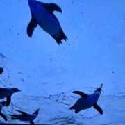 ヒメ日記 2026/02/19 13:45 投稿 ナミ ドMなバニーちゃん大宮店