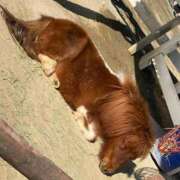 ヒメ日記 2026/03/21 08:13 投稿 ナミ ドMなバニーちゃん大宮店