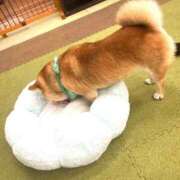 ヒメ日記 2026/04/04 09:54 投稿 ナミ ドMなバニーちゃん大宮店