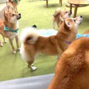 ヒメ日記 2026/08/13 06:48 投稿 ナミ ドMなバニーちゃん大宮店
