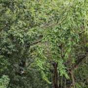 ヒメ日記 2025/09/19 08:55 投稿 ゆり子 翡翠の夢