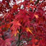 ヒメ日記 2024/12/10 22:36 投稿 奥空透子 五十路マダム 愛されたい熟女たち 高松店