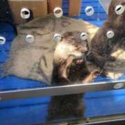 ヒメ日記 2025/07/08 16:59 投稿 甘味みかん ウルトラハピネス