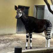 ヒメ日記 2025/01/09 21:30 投稿 ふうか 町田人妻城