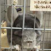 ヒメ日記 2025/02/24 14:14 投稿 みふゆ フィエスタ