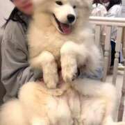 ヒメ日記 2025/12/15 15:31 投稿 成宮ゆあ 華椿