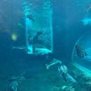 ヒメ日記 2025/04/14 18:49 投稿 天音　もこ☆ロリ体型の柔肌少女 愛ドル学園　☆制服着たまま部☆