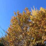 ヒメ日記 2025/11/27 13:15 投稿 小夜子 出会い系人妻ネットワーク 上野〜大塚編