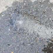 ヒメ日記 2025/02/08 15:02 投稿 さら 和歌山ちゃんこ