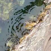 ヒメ日記 2025/02/21 18:58 投稿 さら 和歌山ちゃんこ