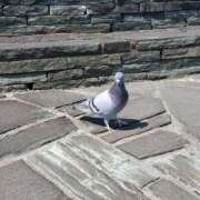 ヒメ日記 2025/03/22 18:41 投稿 さら 和歌山ちゃんこ