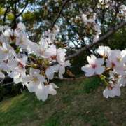 ヒメ日記 2025/04/02 15:48 投稿 さら 和歌山ちゃんこ