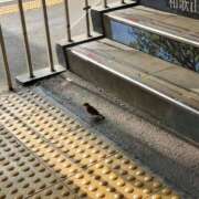 ヒメ日記 2025/07/24 14:20 投稿 さら 和歌山ちゃんこ