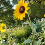 ヒメ日記 2025/07/25 14:31 投稿 さら 和歌山ちゃんこ