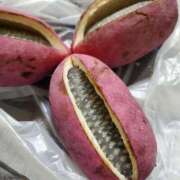 ヒメ日記 2025/10/16 18:02 投稿 さら 和歌山ちゃんこ