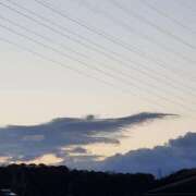 ヒメ日記 2026/01/25 08:02 投稿 さら 和歌山ちゃんこ