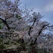 ヒメ日記 2026/04/05 15:02 投稿 さら 和歌山ちゃんこ