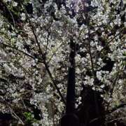 ヒメ日記 2026/04/11 18:26 投稿 さら 和歌山ちゃんこ