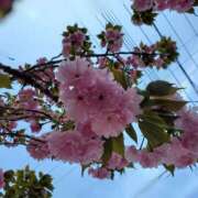 ヒメ日記 2026/04/12 15:02 投稿 さら 和歌山ちゃんこ