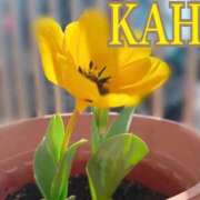 ヒメ日記 2026/04/13 03:19 投稿 かほ 成田人妻花壇