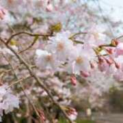 ヒメ日記 2025/04/01 08:40 投稿 れい 人妻美人館