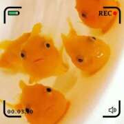 ヒメ日記 2025/04/16 11:17 投稿 おとは 奥様の実話 なんば店