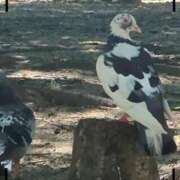 ヒメ日記 2025/08/22 12:16 投稿 おとは 奥様の実話 なんば店