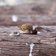 ヒメ日記 2026/03/18 16:58 投稿 山崎純奈 五十路マダム姫路店
