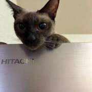 ヒメ日記 2025/08/19 08:30 投稿 ココア【トキメキロリ巨乳】 バニーコレクション 中洲店