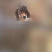 ヒメ日記 2026/04/21 12:09 投稿 ココア【トキメキロリ巨乳】 バニーコレクション 中洲店