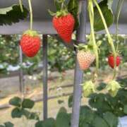 ヒメ日記 2026/01/18 10:27 投稿 茜 モアグループ所沢人妻城