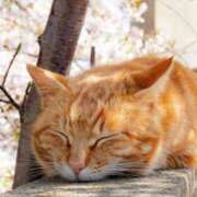 ヒメ日記 2025/04/01 03:32 投稿 深澤涼 五十路マダムエクスプレス船橋店(カサブランカグループ)