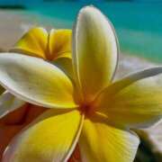 ヒメ日記 2025/04/02 17:36 投稿 深澤涼 五十路マダムエクスプレス船橋店(カサブランカグループ)