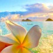 ヒメ日記 2025/04/16 09:42 投稿 深澤涼 五十路マダムエクスプレス船橋店(カサブランカグループ)