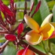 ヒメ日記 2025/05/13 22:02 投稿 深澤涼 五十路マダムエクスプレス船橋店(カサブランカグループ)